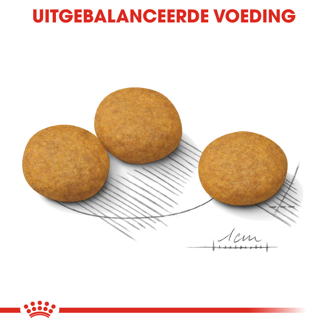 Royal Canin hondenvoer comfort Medium | Diebo Huisdierwereld