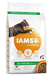 IAMS kattenvoer Adult Zalm 3 kg