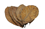 CERAMIC NATURE JACK LEAVES 20X