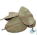 CERAMIC NATURE GUAVA LEAVES 15X