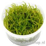 1-2 Grow Vesicularia Ferrei Weeping