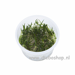 1-2 Grow Littorella Uniflora