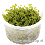 1-2 Grow Micranthenum Monte Carlo