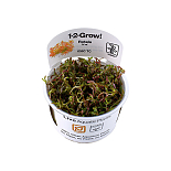 1-2 Grow Rotala H'Ra