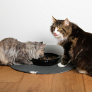 D&D I Love Happy Cats Placemat Jill Groen