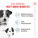 Royal Canin Hondenvoer Starter Mousse 195 gr