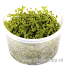 1-2 Grow Micranthenum Monte Carlo