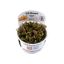 1-2 Grow Rotala H'Ra