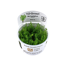 1-2 Grow Myriophyllum Guyana