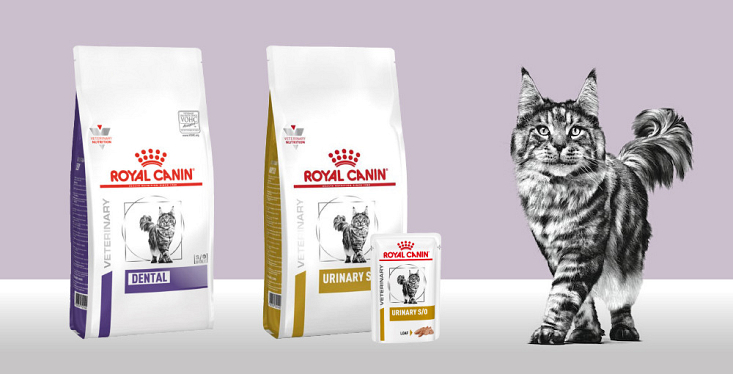 Koop dieetvoeding voor je kat
