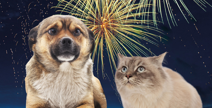 Is je huisdier bang voor vuurwerk?