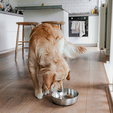 District 70 Voer- en Drinkbak Royal Silver