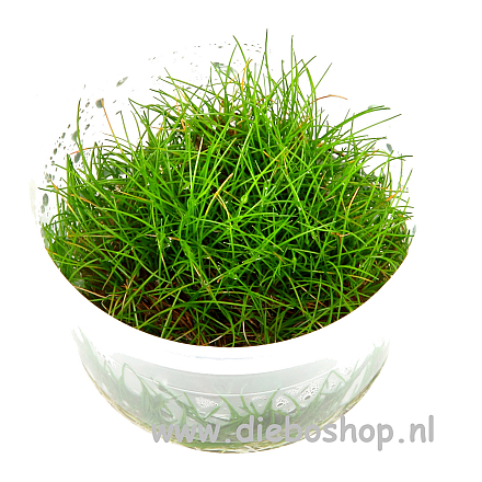 1-2 Grow Eleocharis Sp Mini
