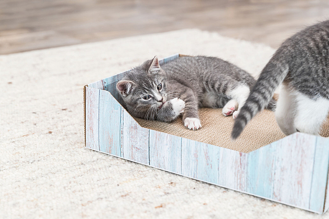 TRIXIE krabmand catnip turquoise