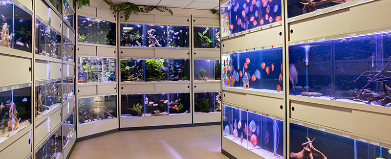 Onze zoetwater aquariumafdeling