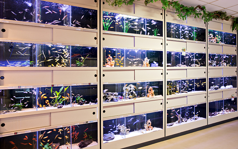 Meerdere journalist Lastig Grote aquariumafdeling in de winkel