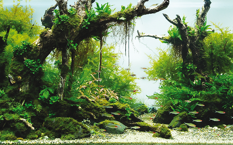 Aquascaping