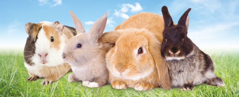 Gezondheid konijn en knaagdier