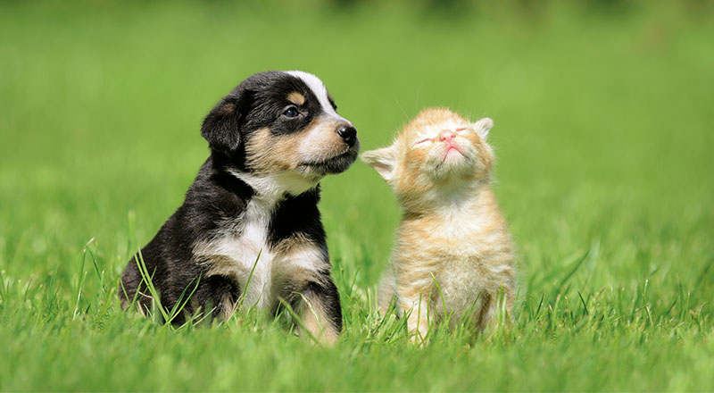 Puppy en kitten